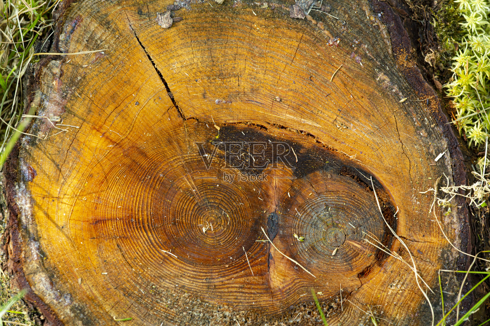 新罕布夏州沼泽中带年轮的树桩。照片摄影图片