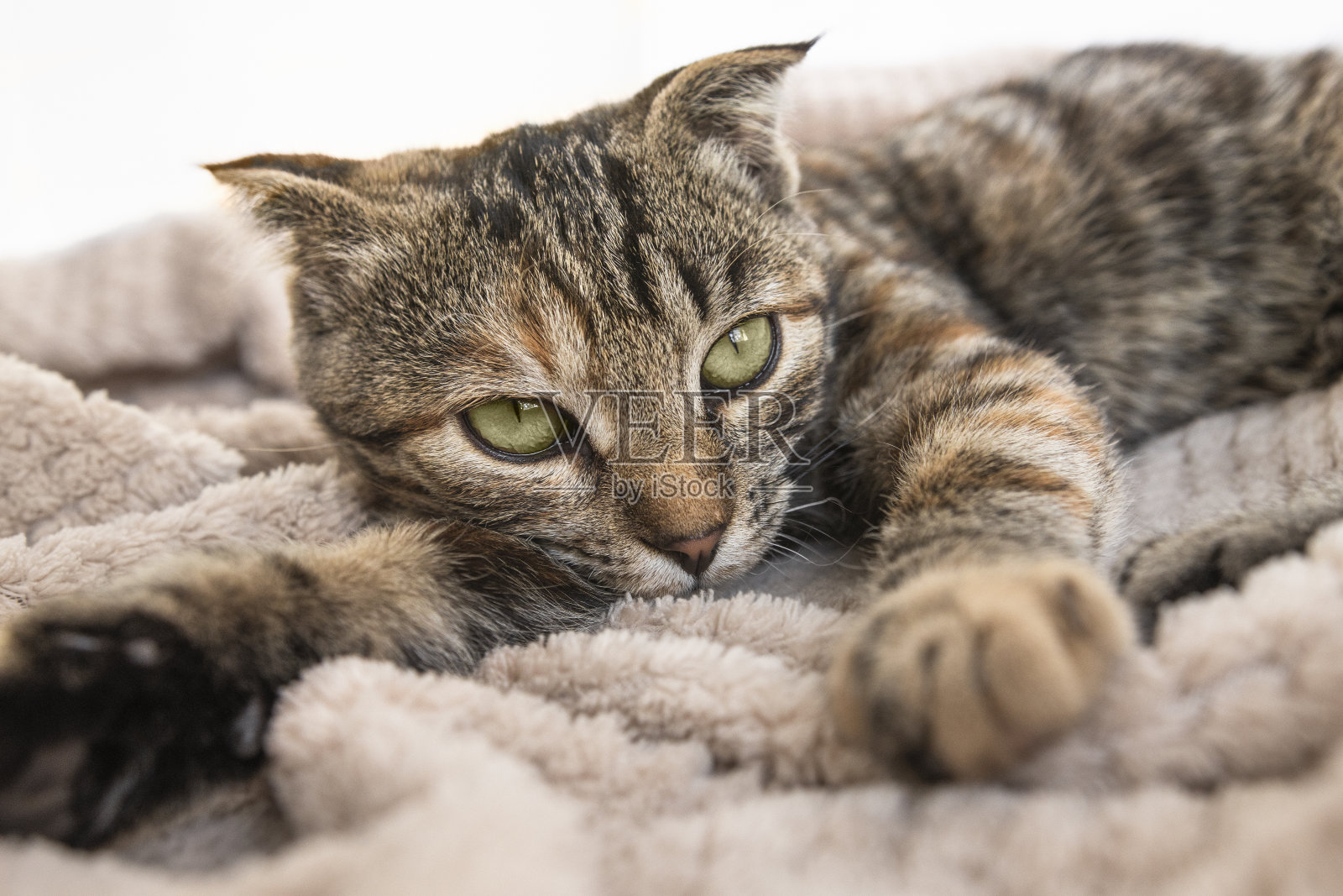 一只看起来不健康的家猫躺在房子里柔软的毯子上。生病的宠物特写。照片摄影图片