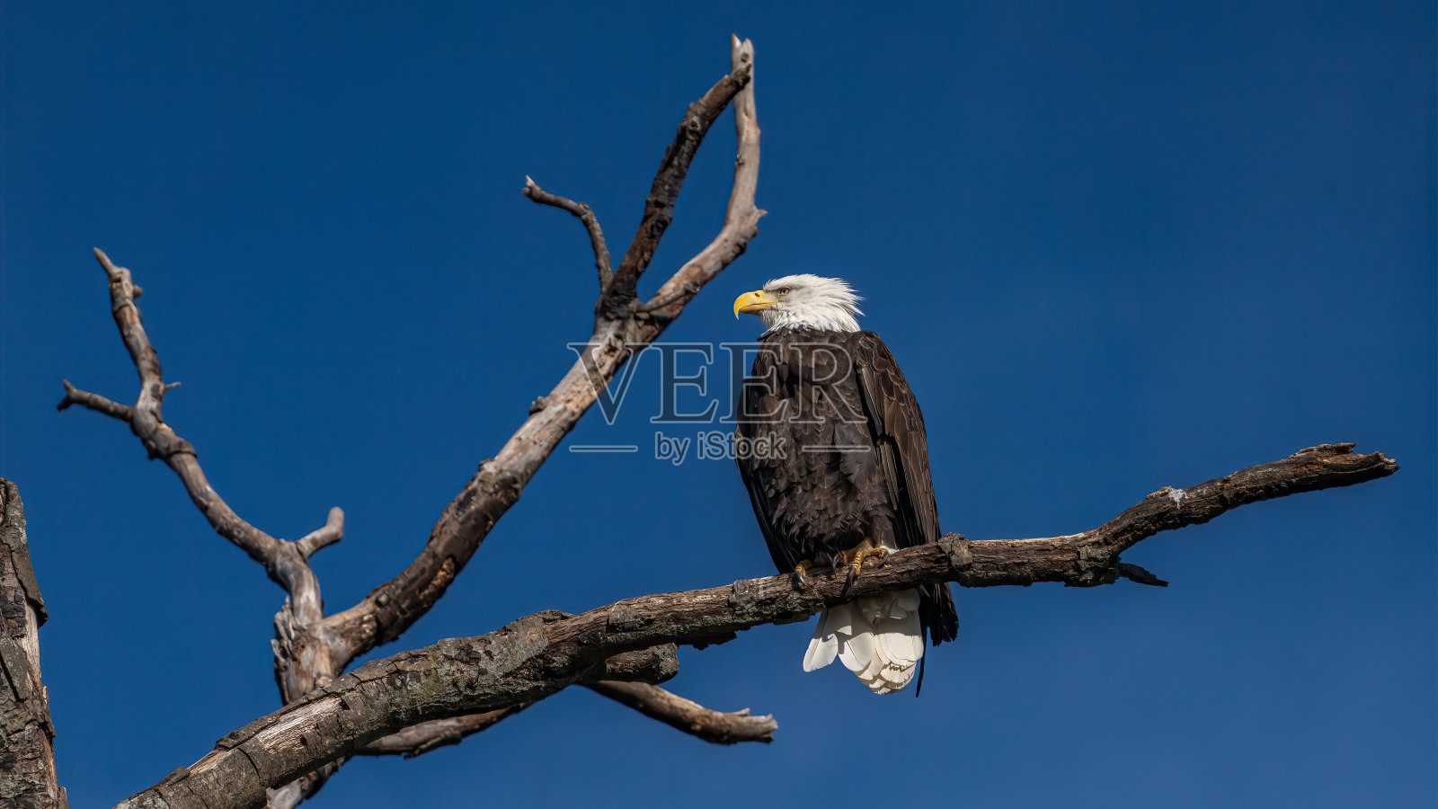 秃鹰栖息在空中，寻找下一顿美餐照片摄影图片