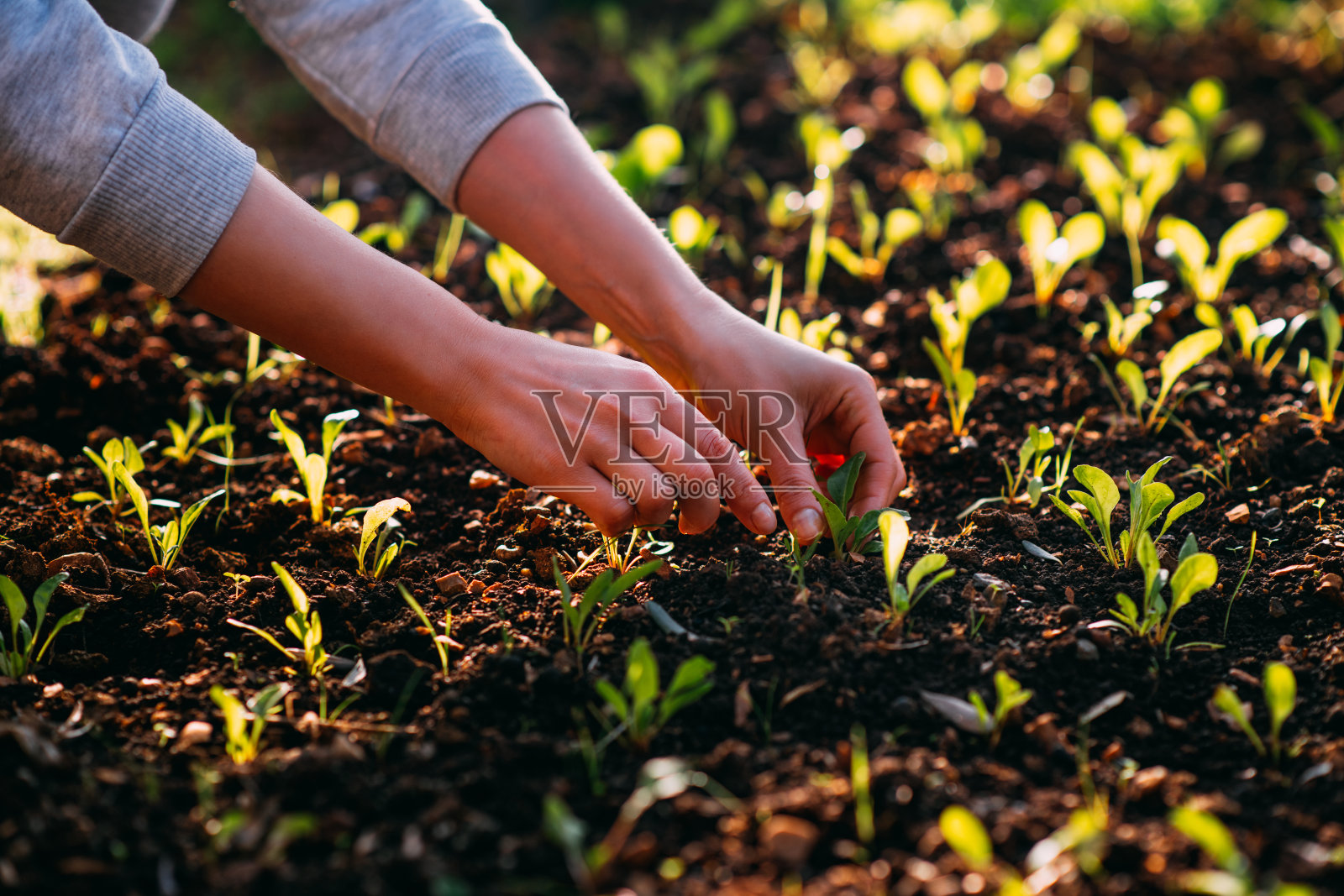 妇女在她的爱好花园种植蔬菜幼苗照片摄影图片