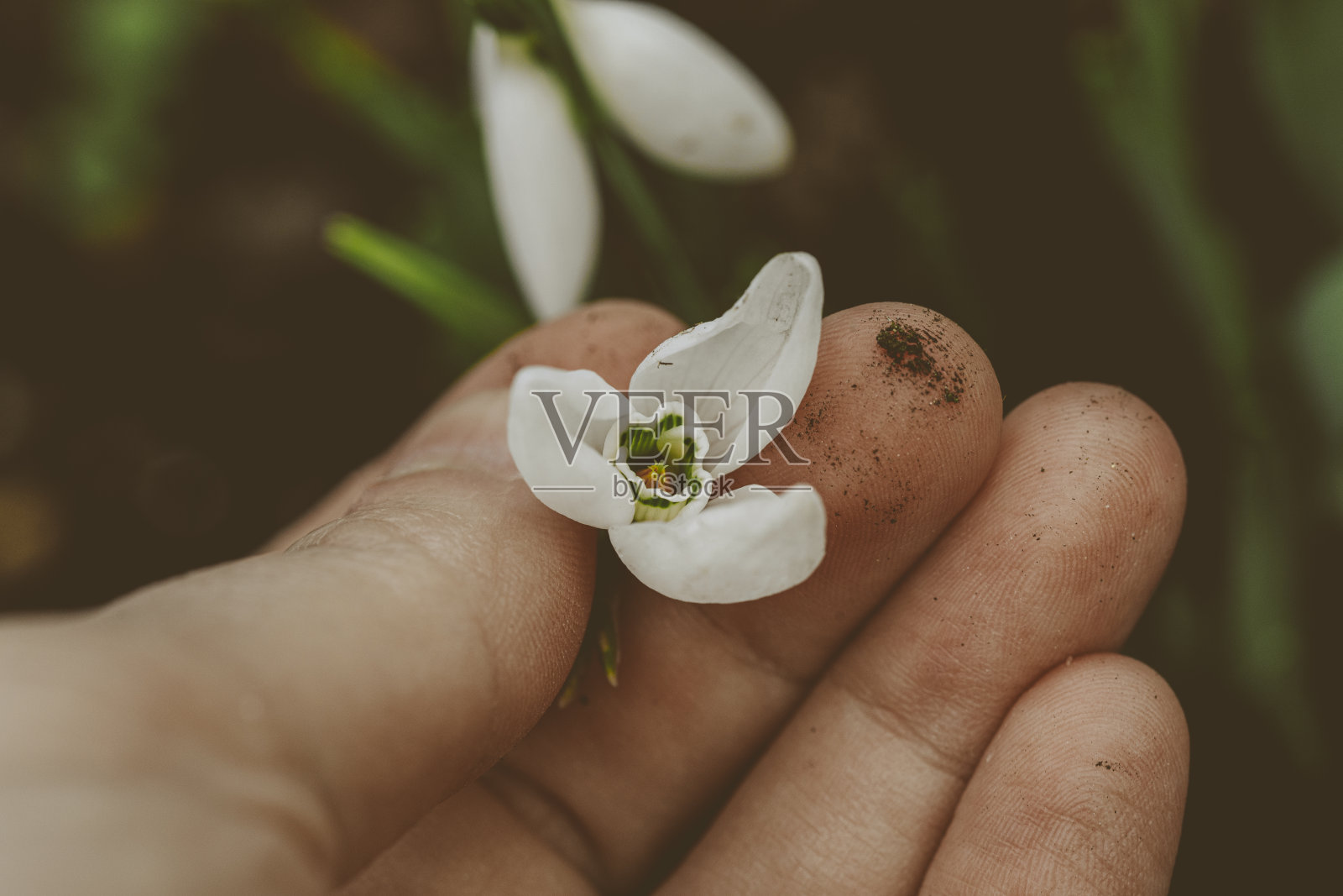 雪花莲花照片摄影图片