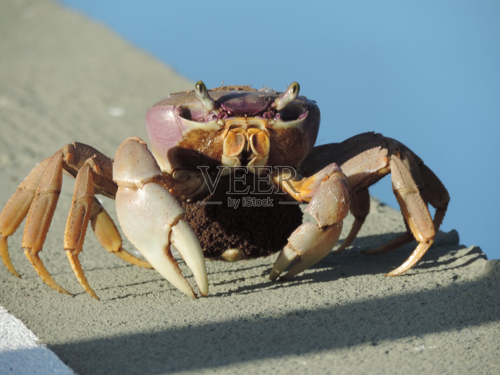 蟹照片摄影图片