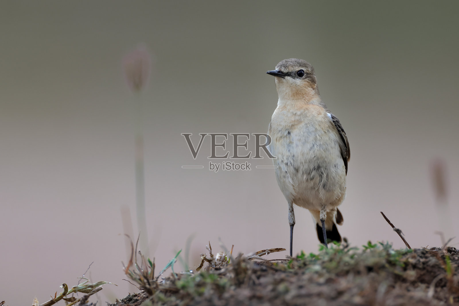 鸟类:成年北方麦耳或麦耳(欧麦耳)。照片摄影图片