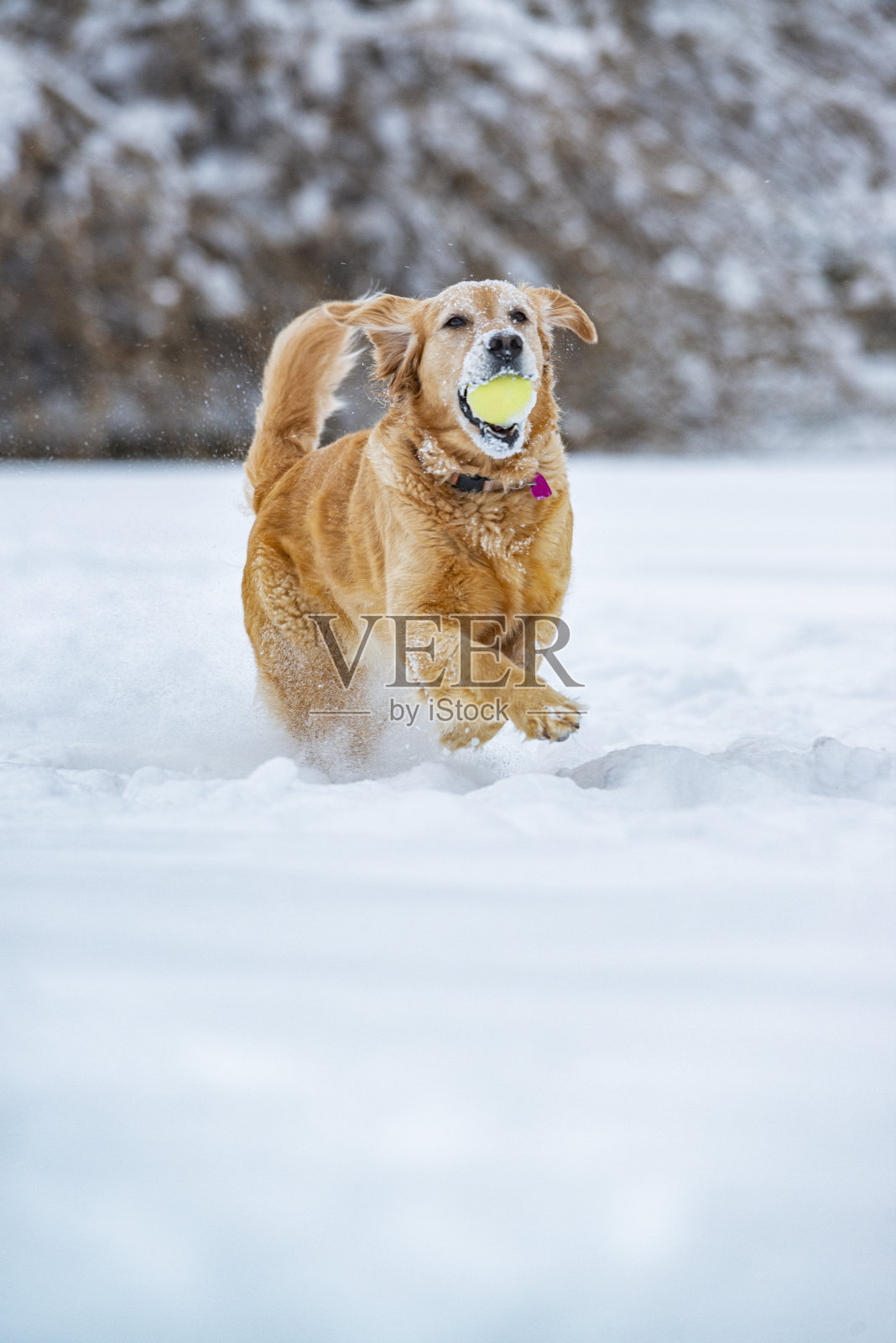 一只金毛猎犬带着球在刚下过的雪中玩接球照片摄影图片