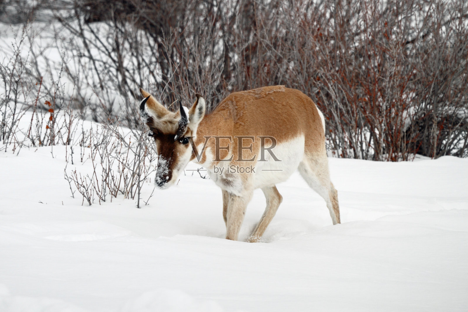 羚羊照片摄影图片
