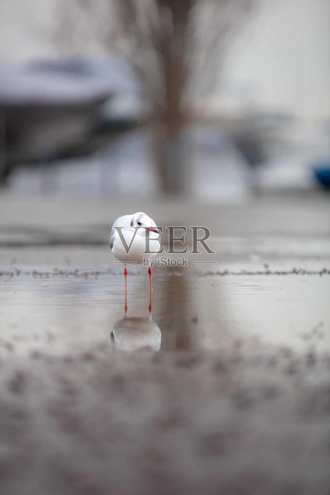 下雨天，一只海鸥正在外面觅食。照片摄影图片