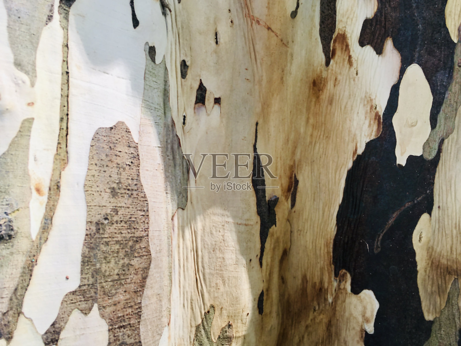 巴西铁木，铁木，豹子树，照片摄影图片