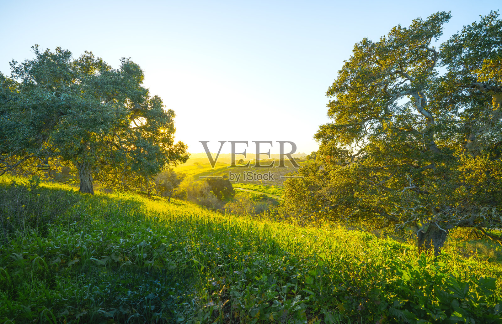 青山初开野花，庄严的橡树，阳光透过树枝照射照片摄影图片