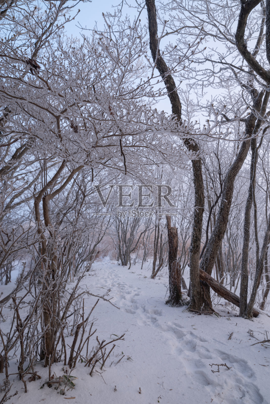 里姆森林照片摄影图片
