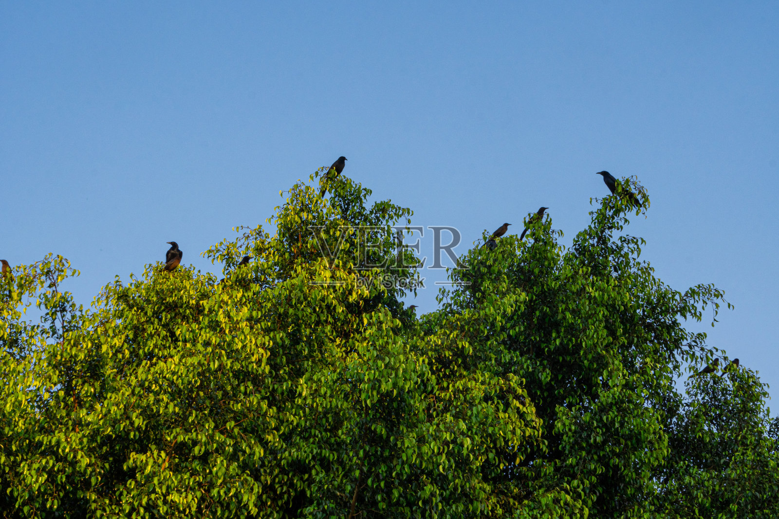黑色的鸟在树上照片摄影图片