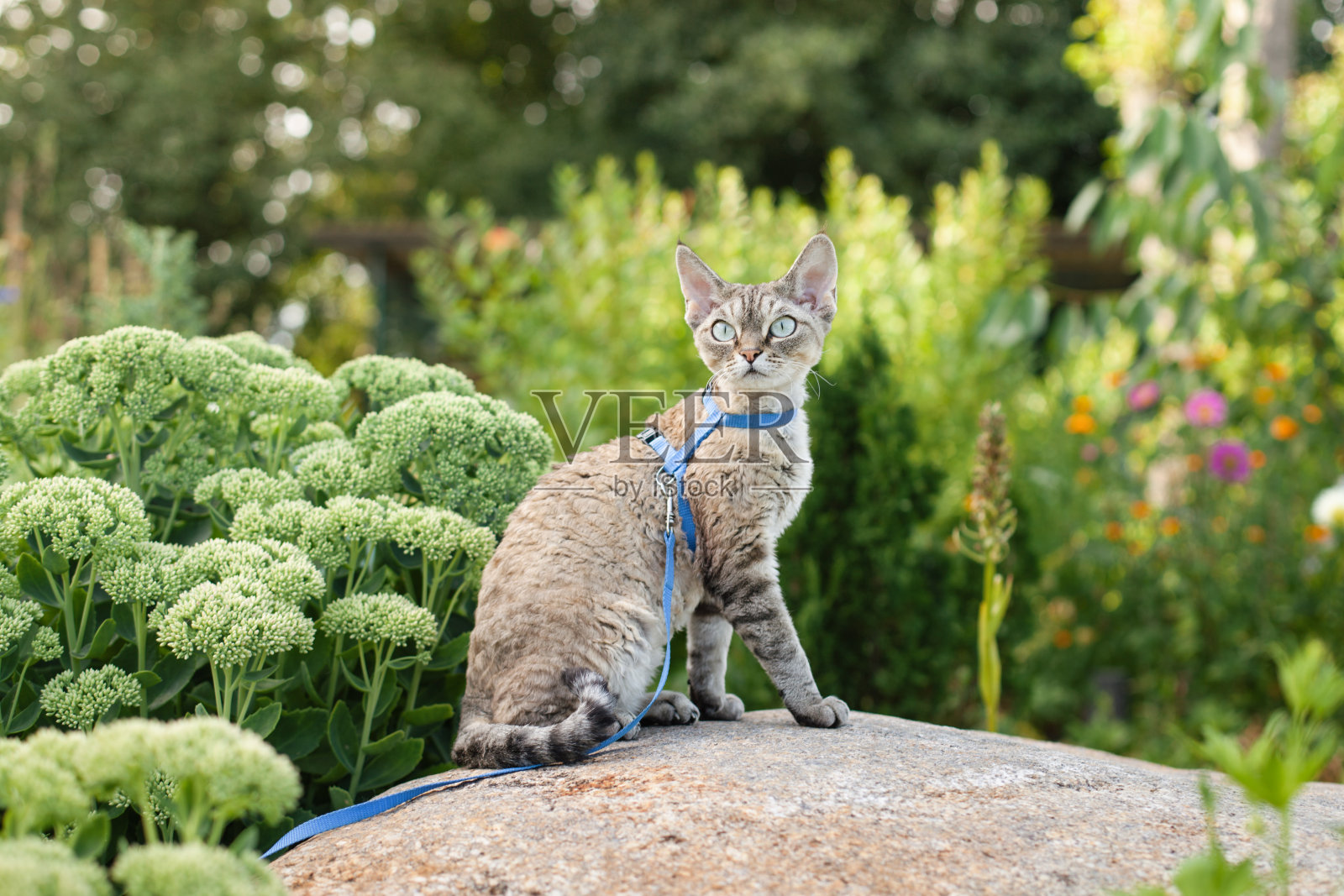 户外活动的猫概念照片。快乐的家猫走在皮带上照片摄影图片