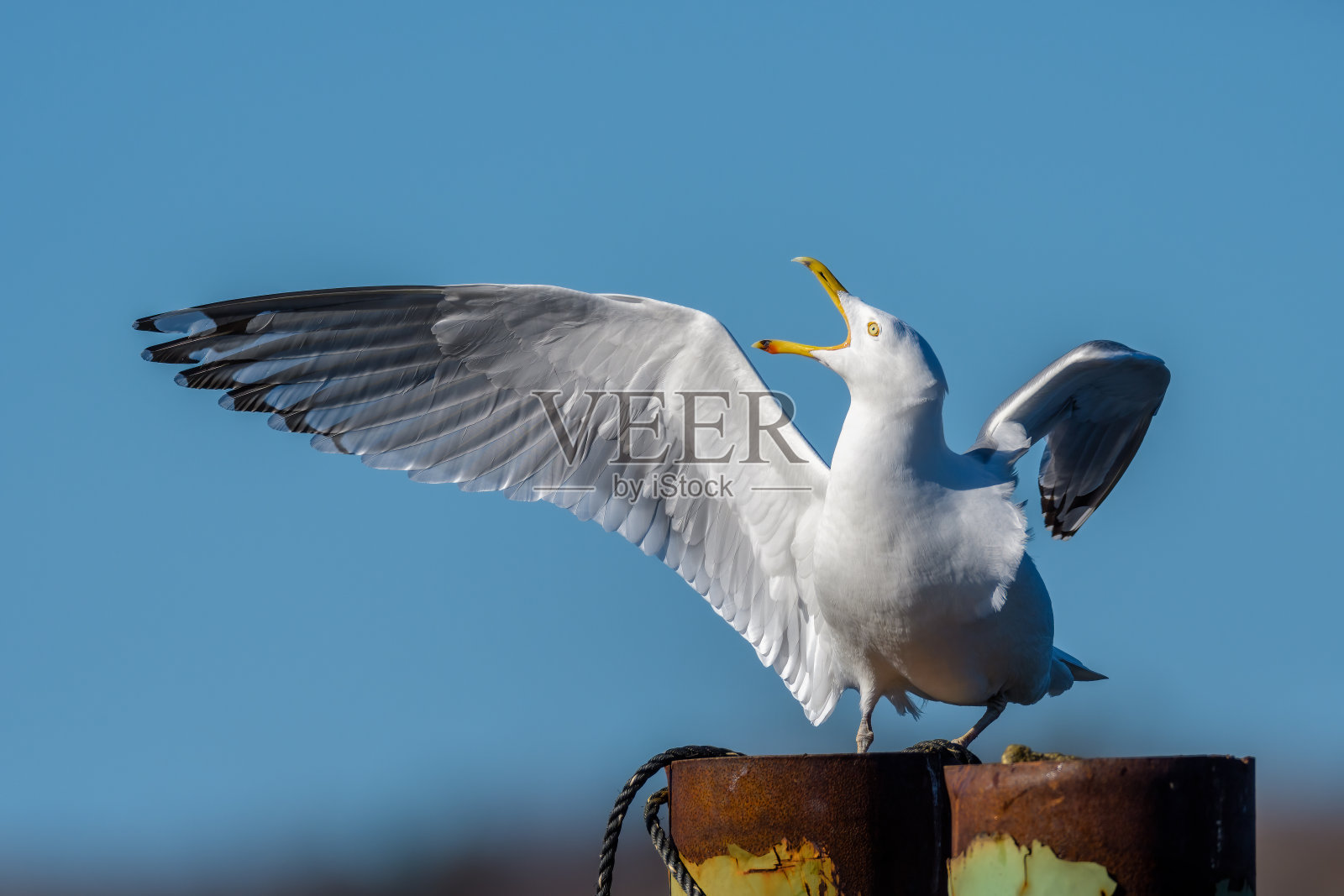 鲱鱼鸥展开翅膀，抬头尖叫照片摄影图片