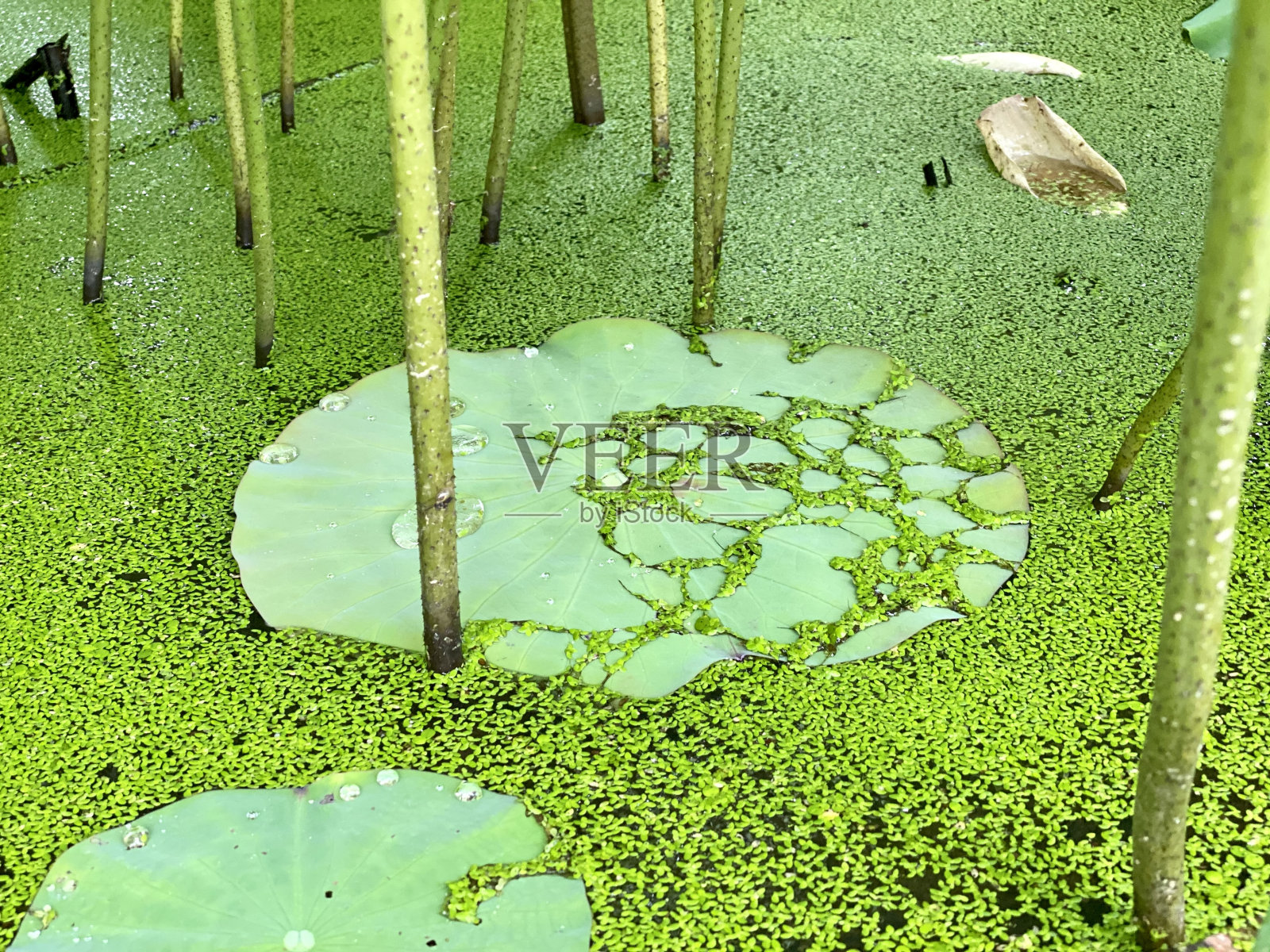 海藻中的荷叶照片摄影图片