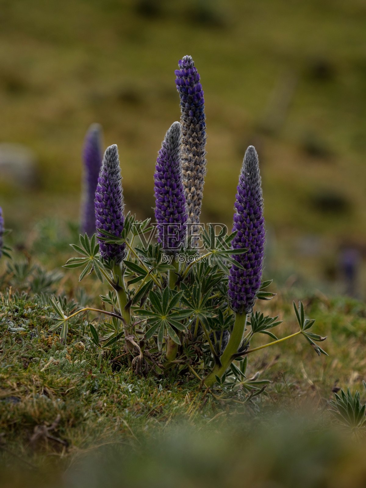 特写宏观安第斯卢平Lupinus Weberbaueri在安第斯山脉安第斯安卡什秘鲁南部照片摄影图片