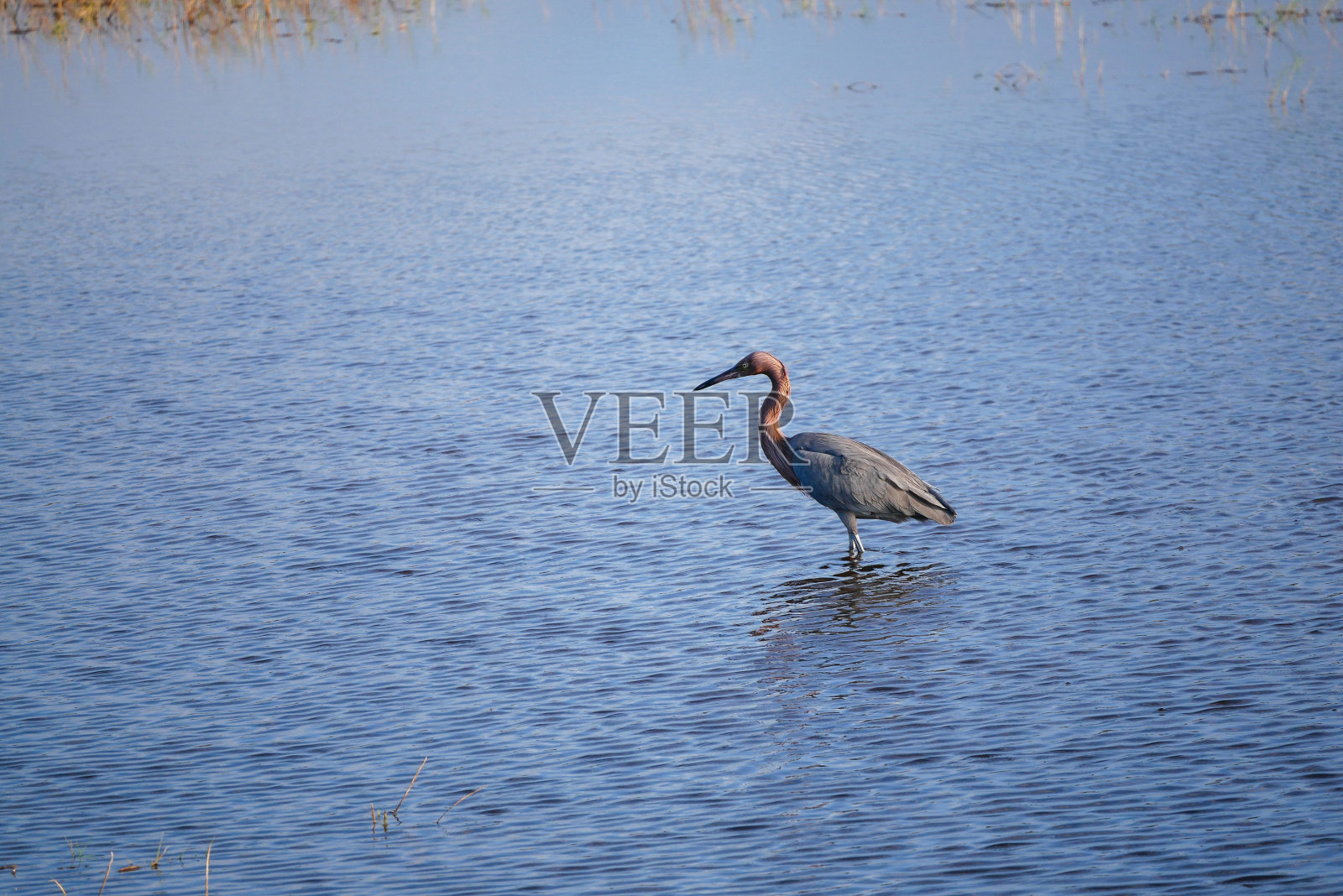 水中的大蓝鹭照片摄影图片