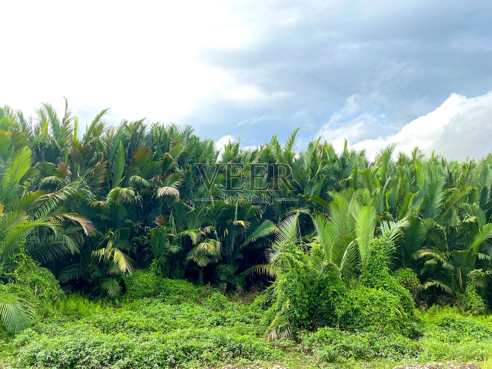 Nypa fruticans Wurmb是一种棕榈植物，通常生长在河流或水附近照片摄影图片