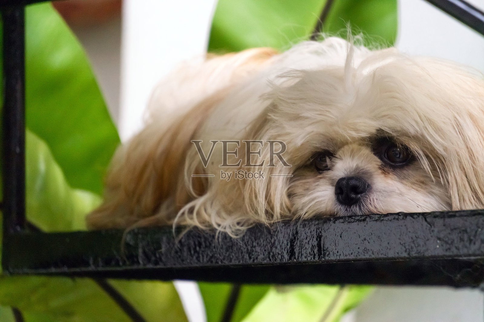 狗休息照片摄影图片