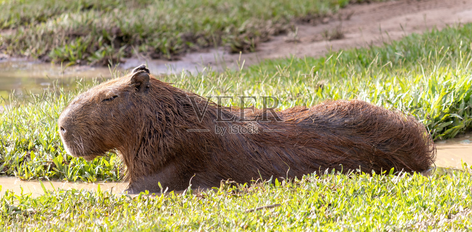 Photograph of a capybara in the park of São José dos Campos, São Paulo, Brazil.照片摄影图片