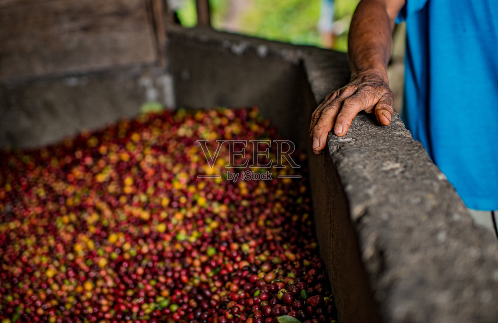 咖啡生产农场的干燥照片摄影图片