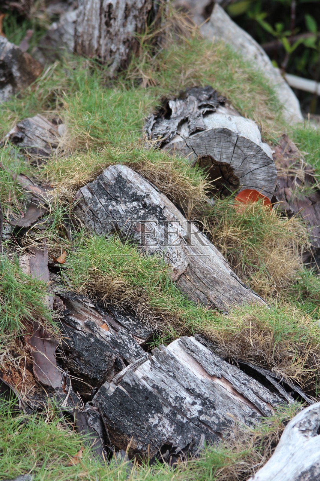 苔藓和原木照片摄影图片