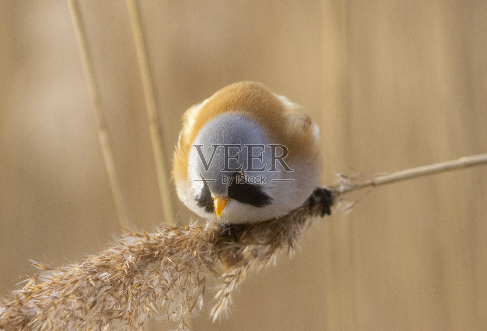 大胡子reedling照片摄影图片