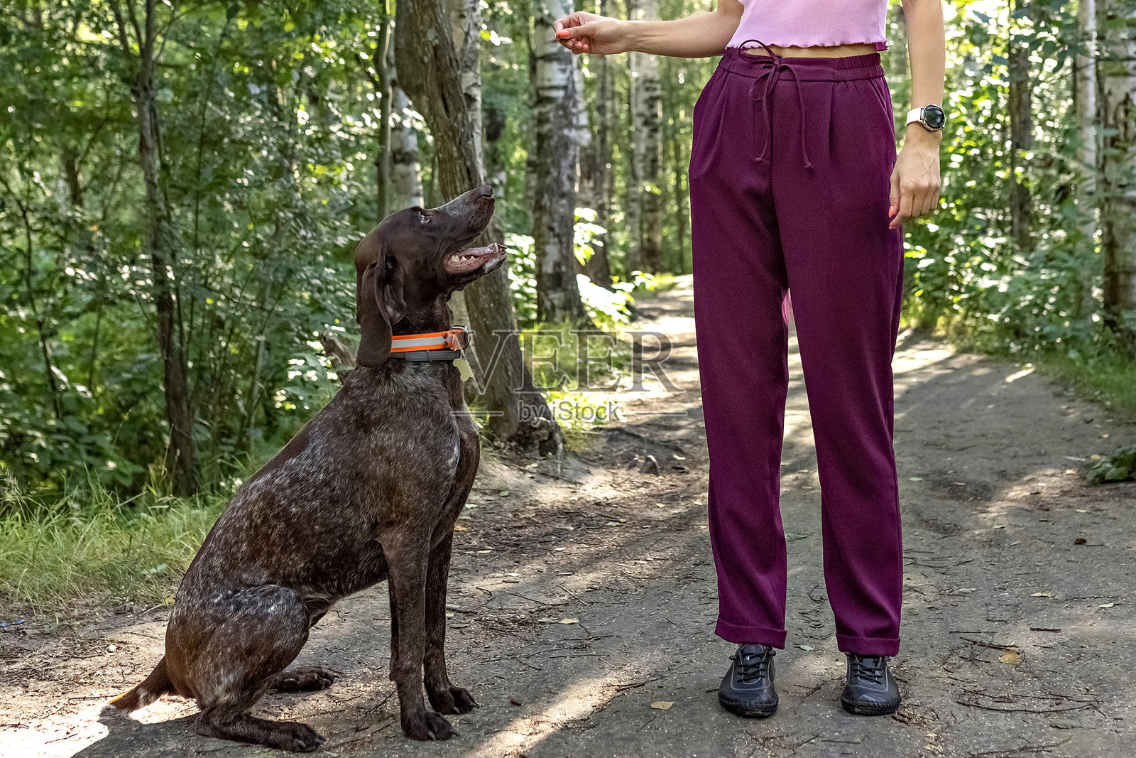 一个年轻的金发女人的肖像训练库尔茨哈尔品种的猎犬在公园。暑假照片摄影图片