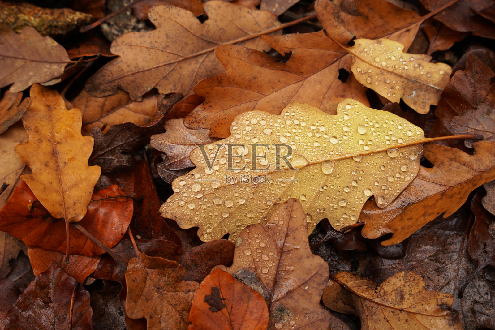 秋天的橡树叶上有黄色和棕色的晨露，秋意盎然照片摄影图片