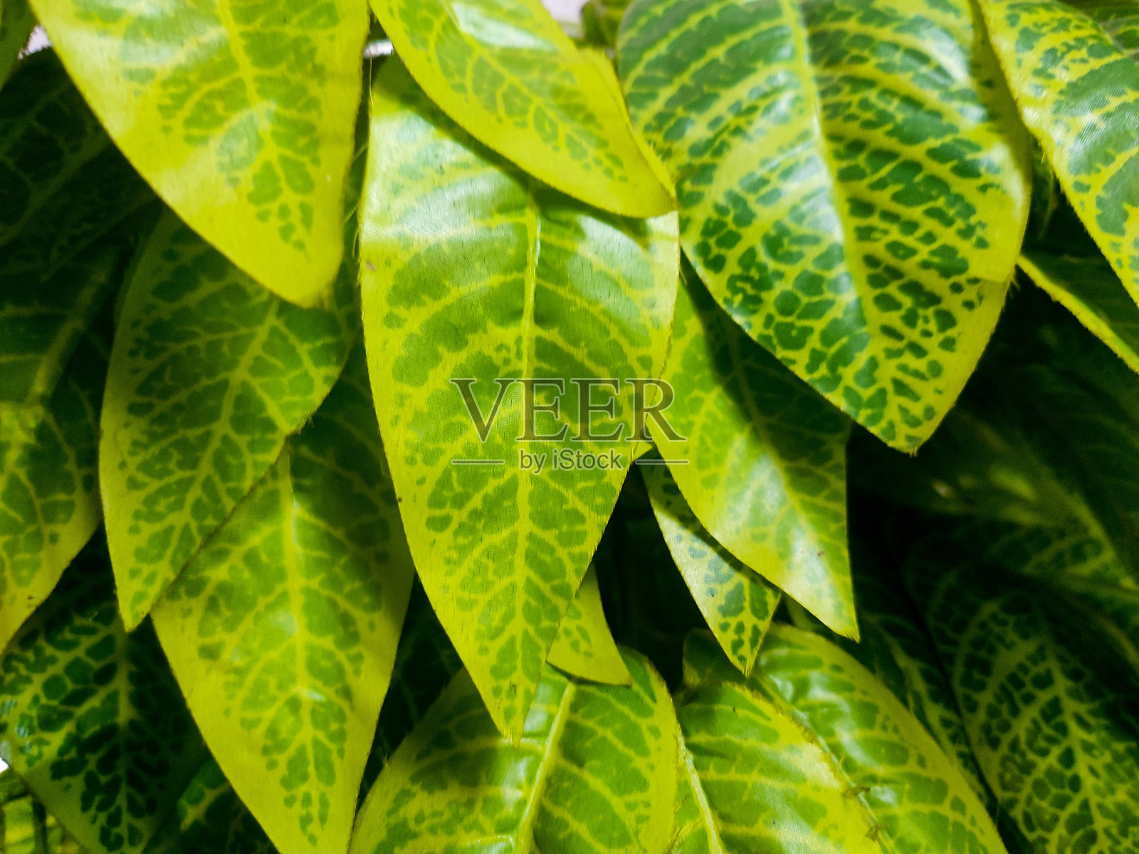 人工装饰照片摄影图片