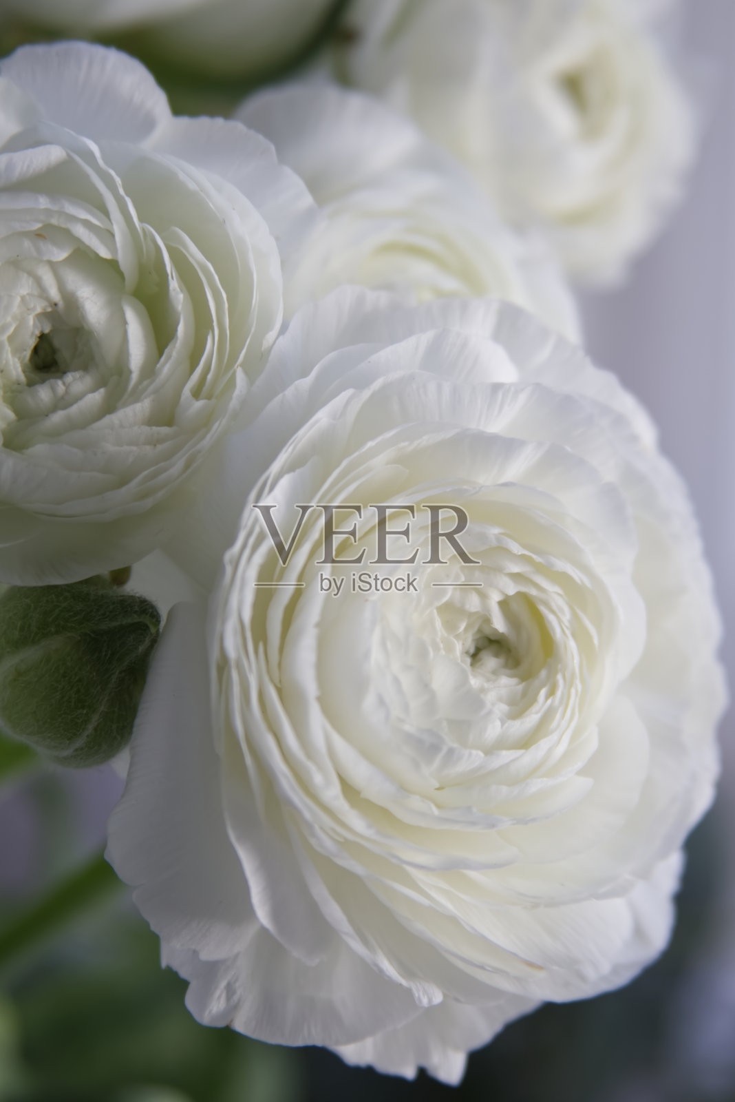 白色柔软的毛茛花束特写照片摄影图片