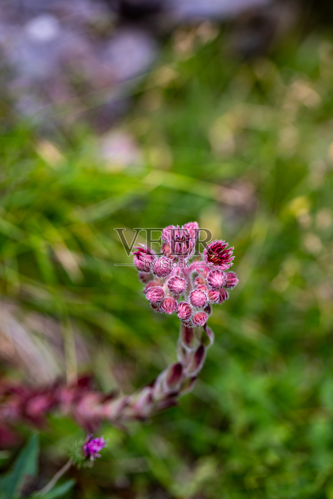 生长在山上的长生不老照片摄影图片