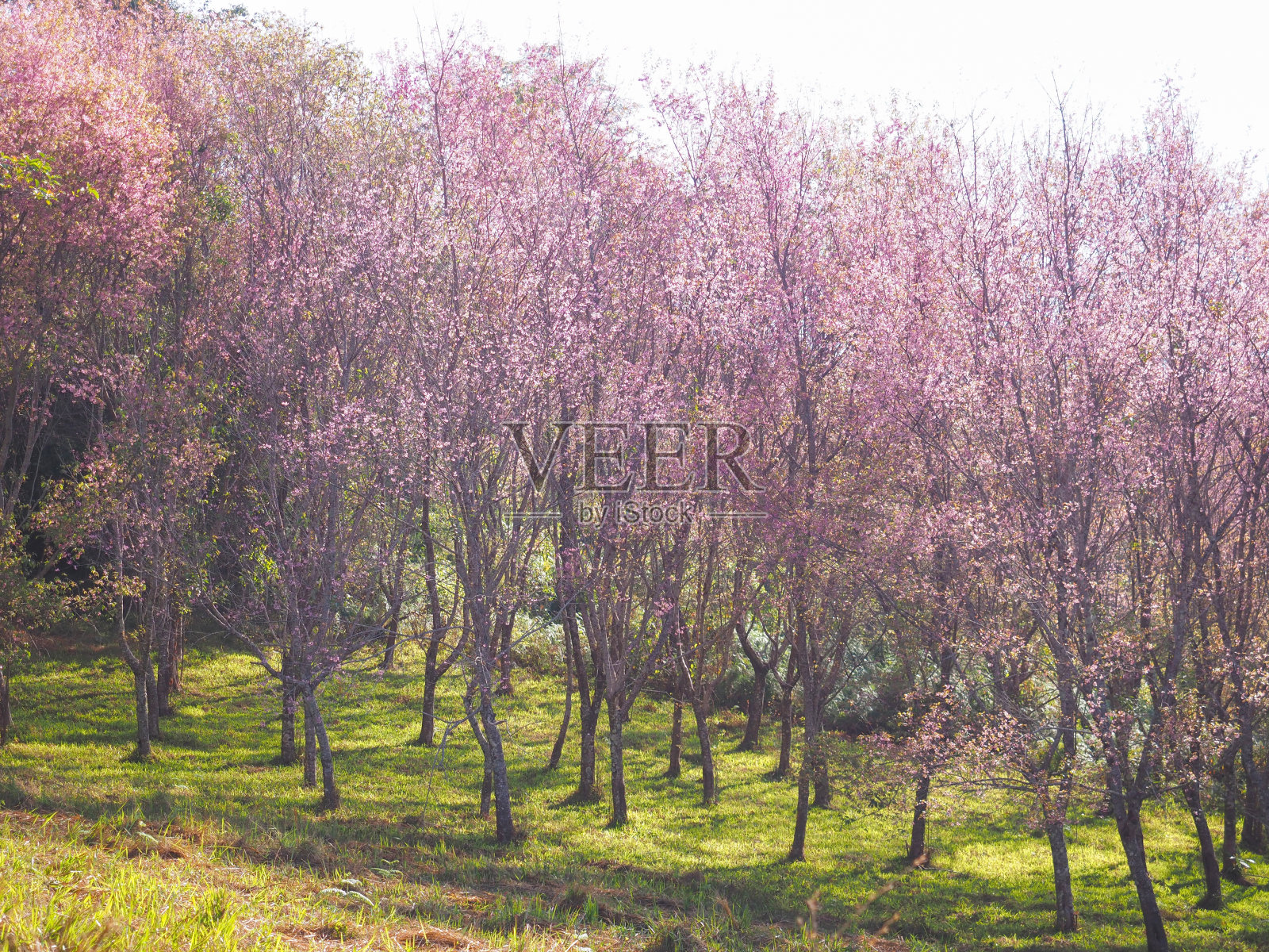 粉红色的樱花盛开。照片摄影图片