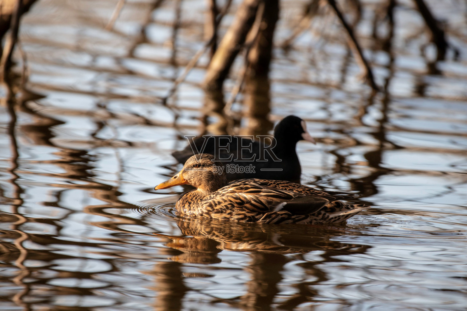 湖上的雌鸭和欧亚白骨顶照片摄影图片