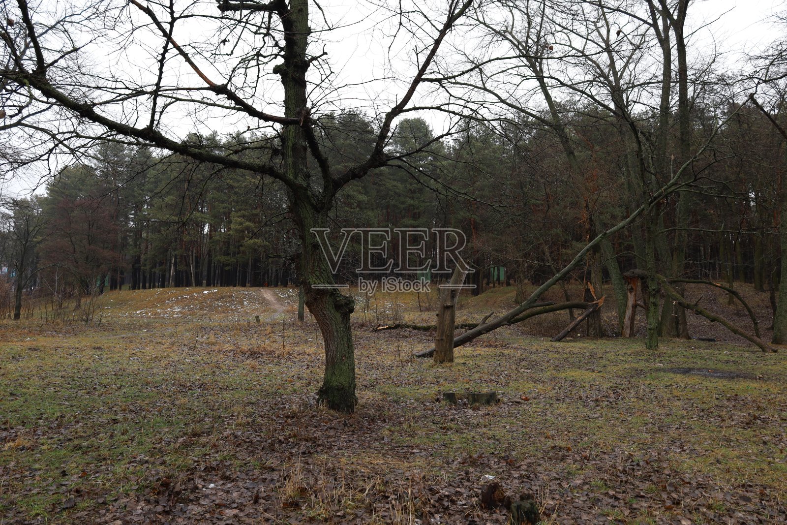 林间小径松春，暖冬照片摄影图片