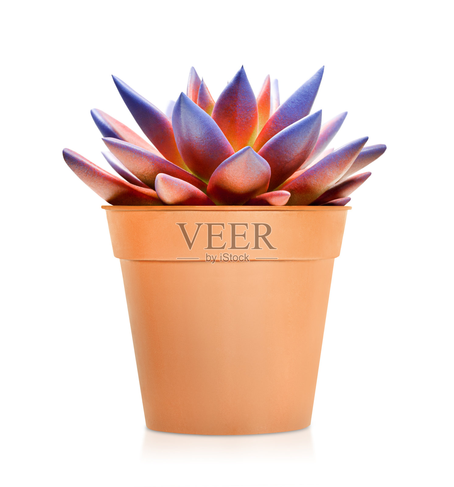 五彩缤纷，多汁照片摄影图片