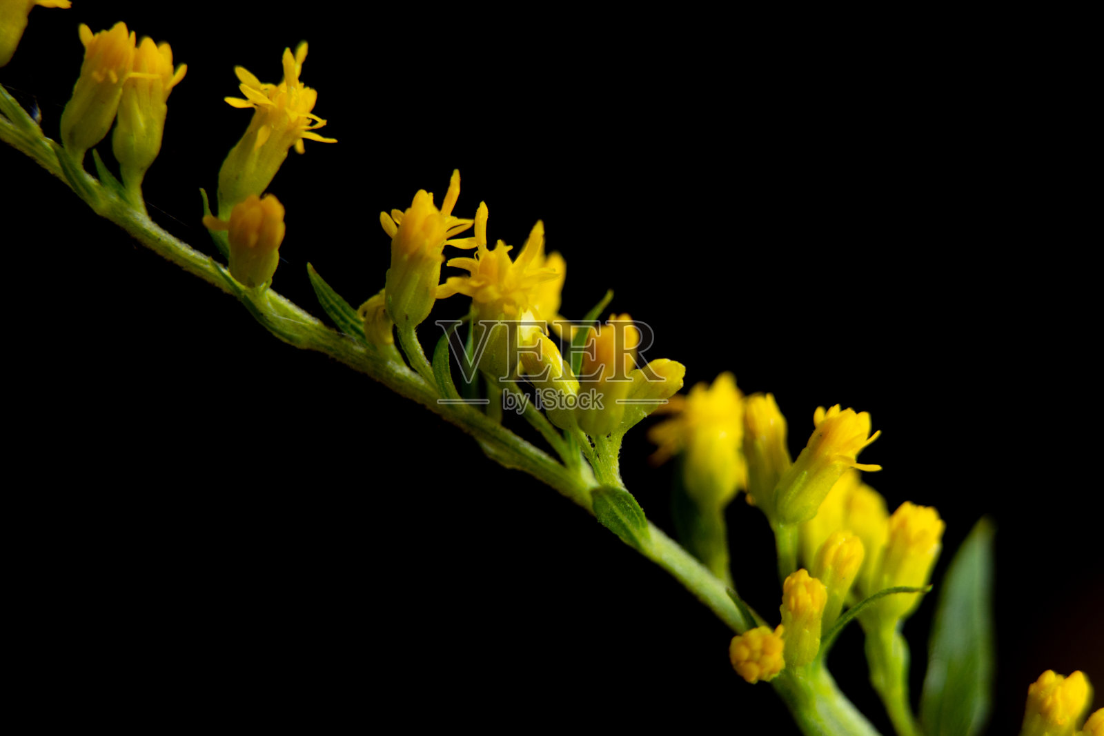 晚黄花对暗孤立背景微距照片，野花花束照片摄影图片