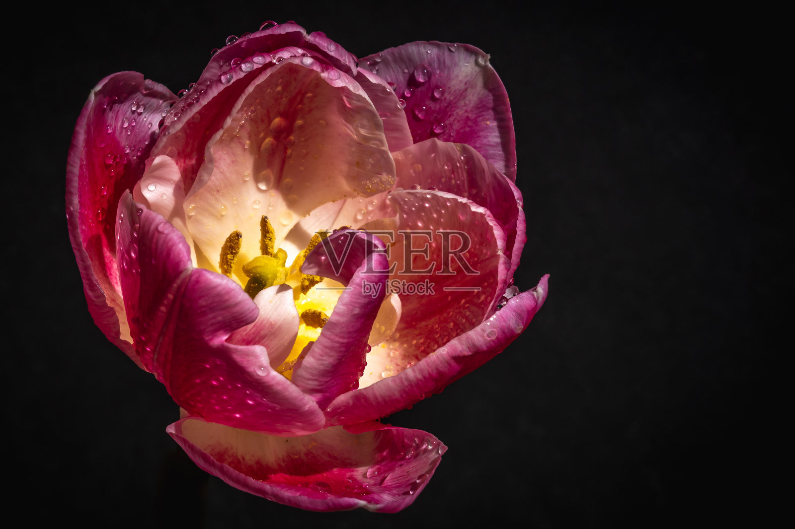 粉红色郁金香孤立在黑色背景特写照片摄影图片