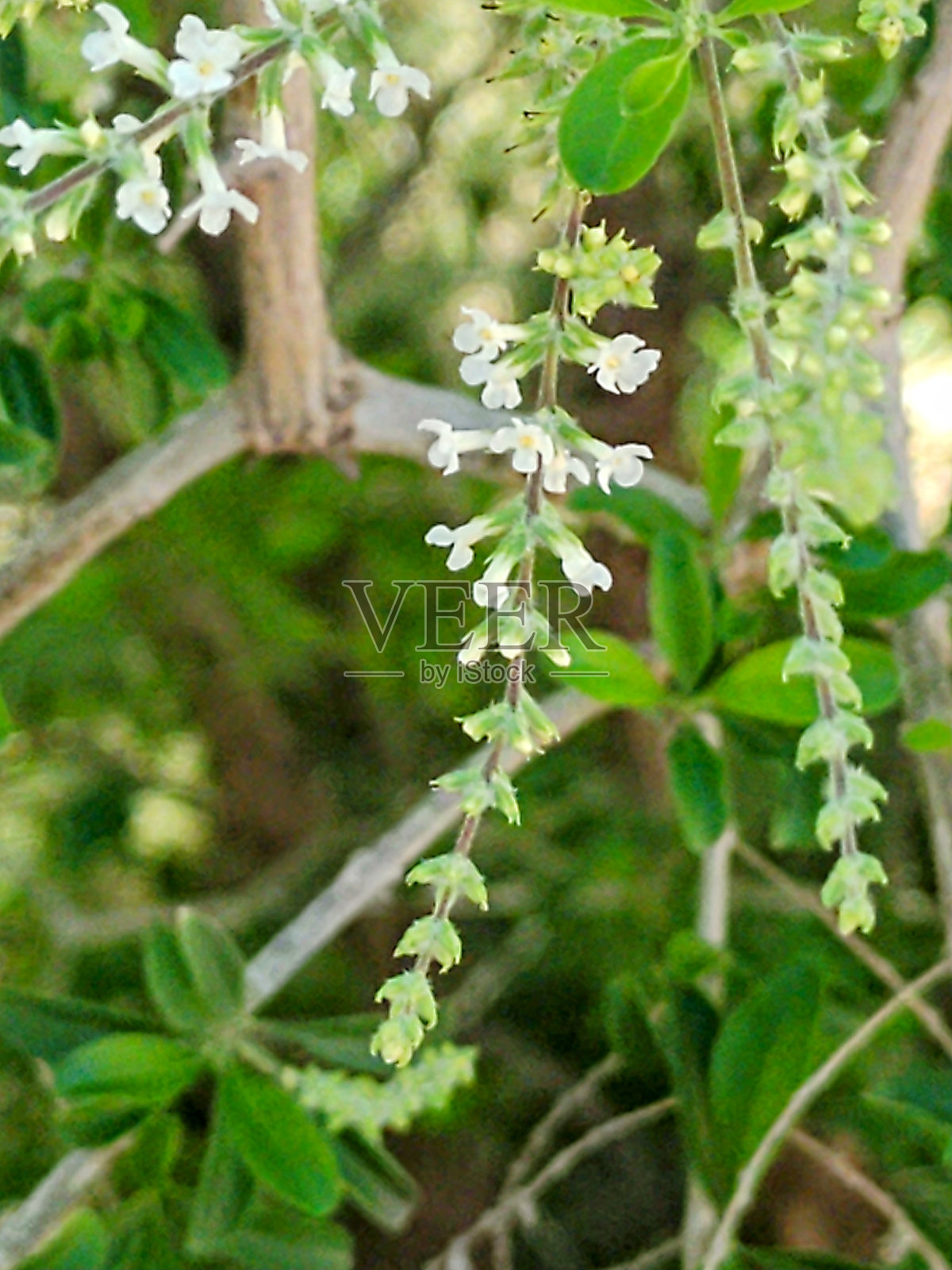 国家的花照片摄影图片