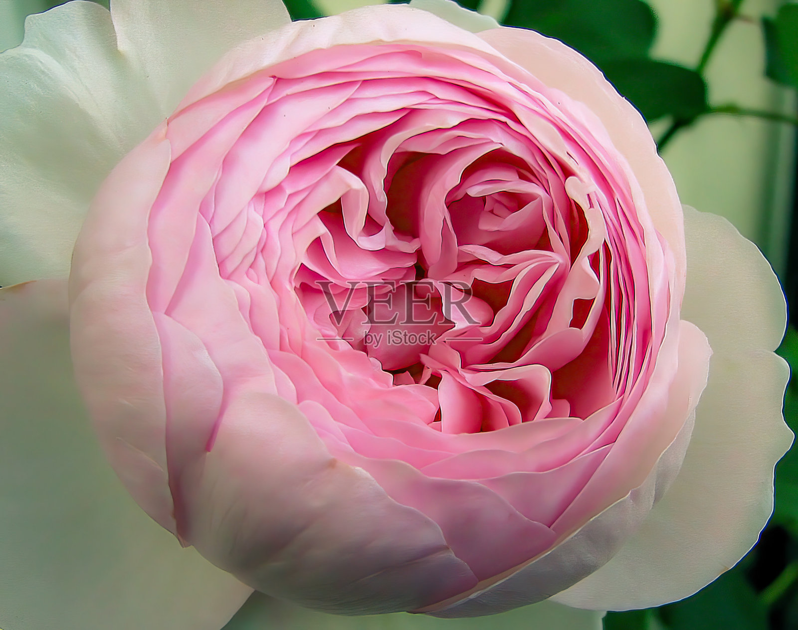 粉红色玫瑰头部特写照片摄影图片