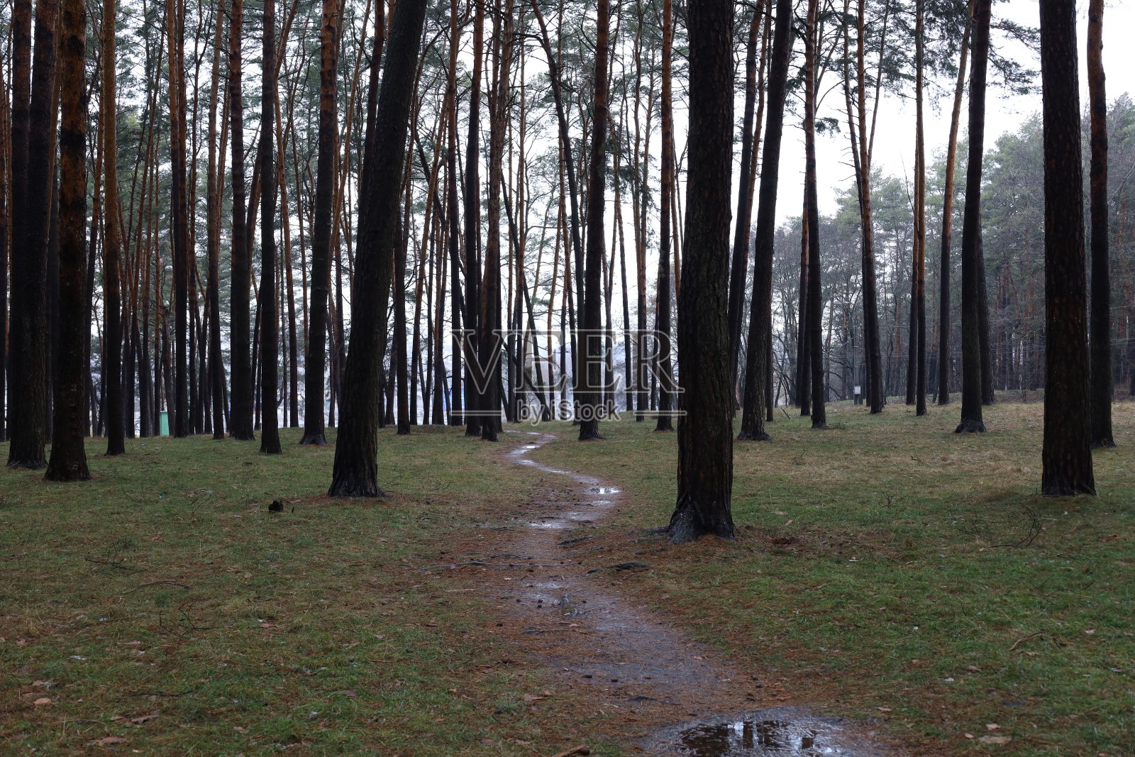 林间小径松春，暖冬照片摄影图片