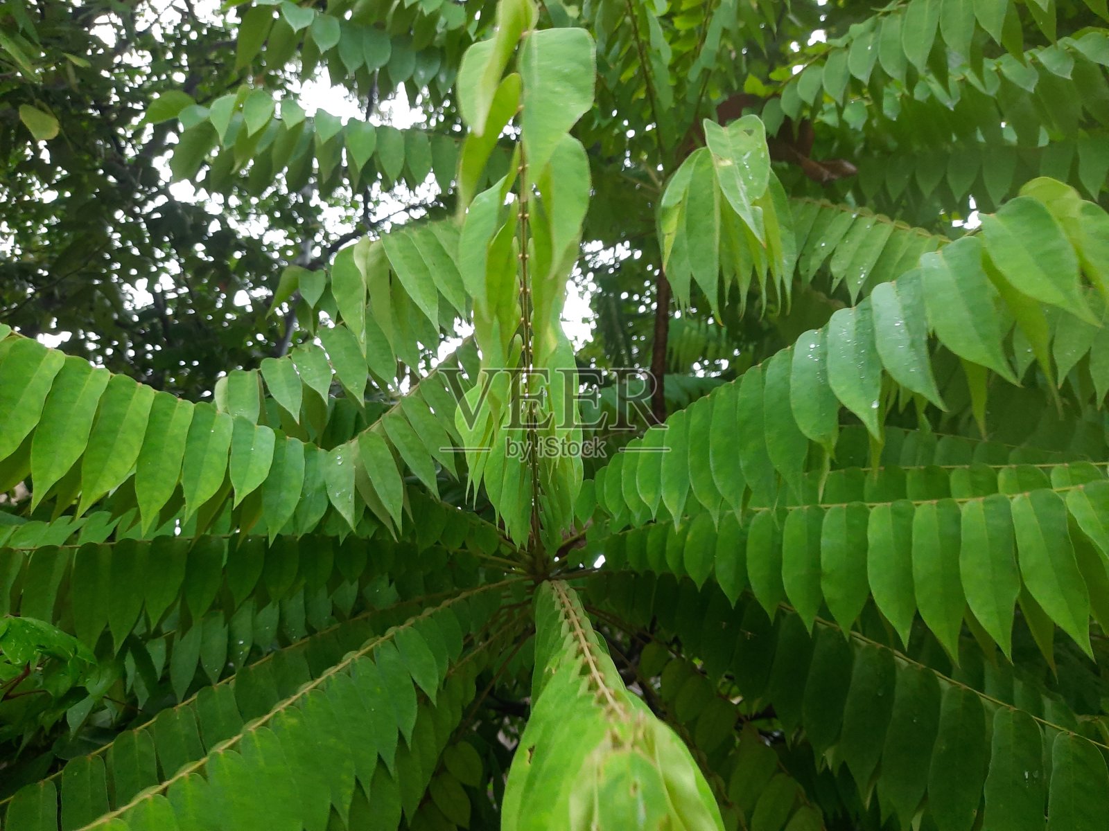 杨桃树叶，近距离看照片摄影图片