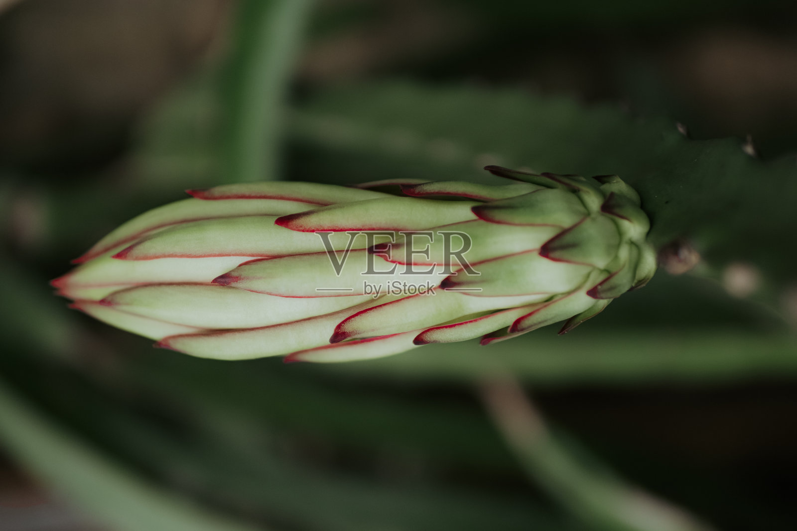 火龙果花蕾照片摄影图片