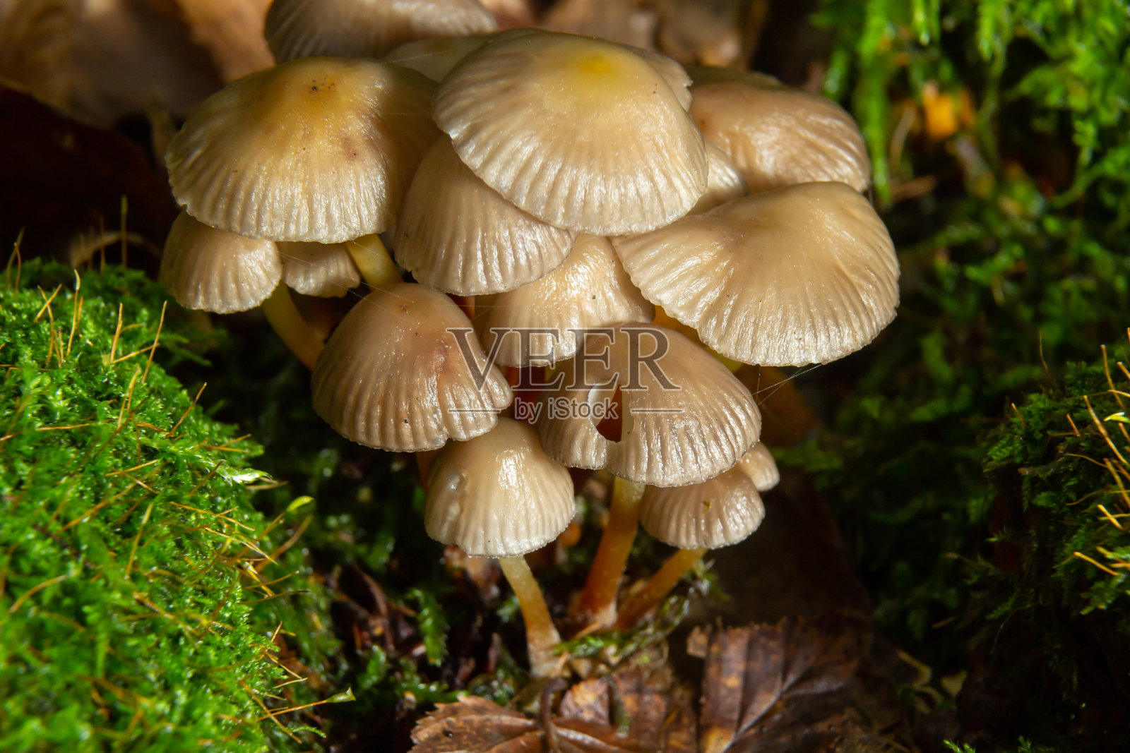 有细腿的友好蘑菇科。绿色背景上簇生的帽盖照片摄影图片