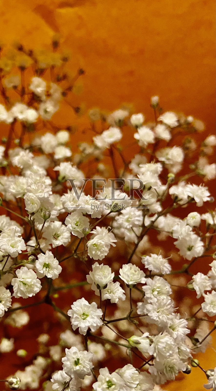 一堆吉普赛人照片摄影图片