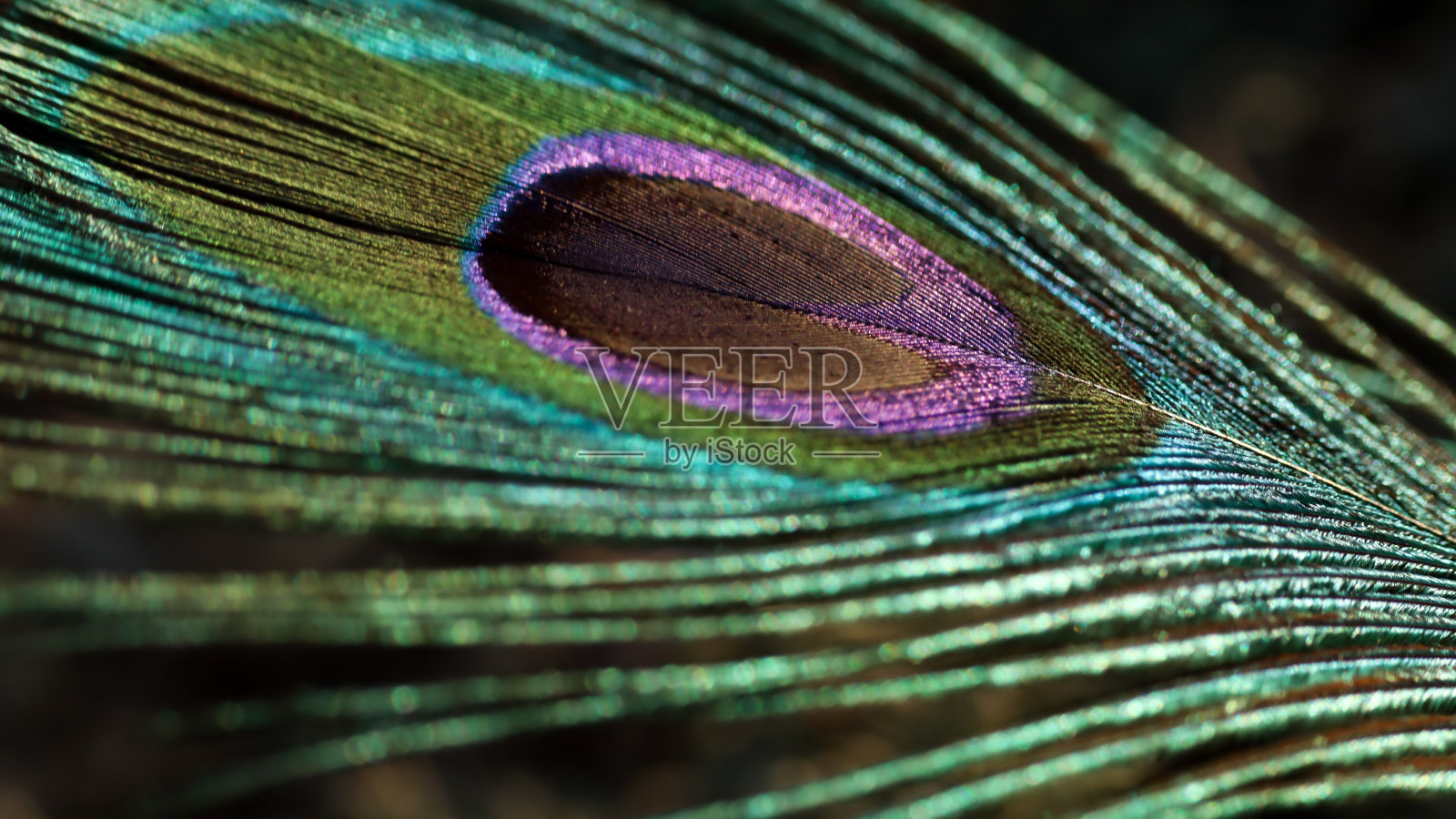 孔雀羽毛特写。孔雀羽毛。五彩缤纷的羽毛。照片摄影图片