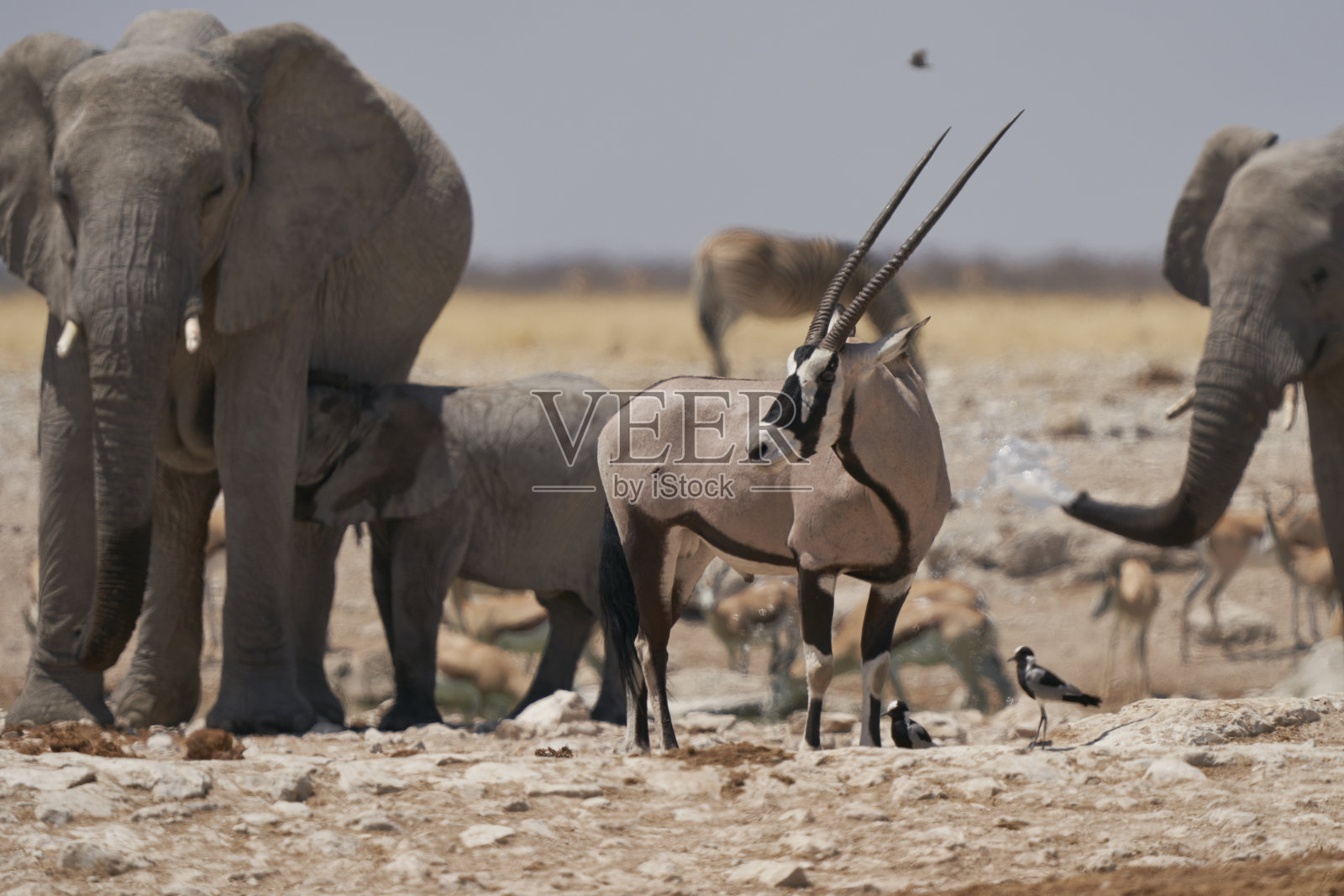 拥挤的水坑。照片摄影图片