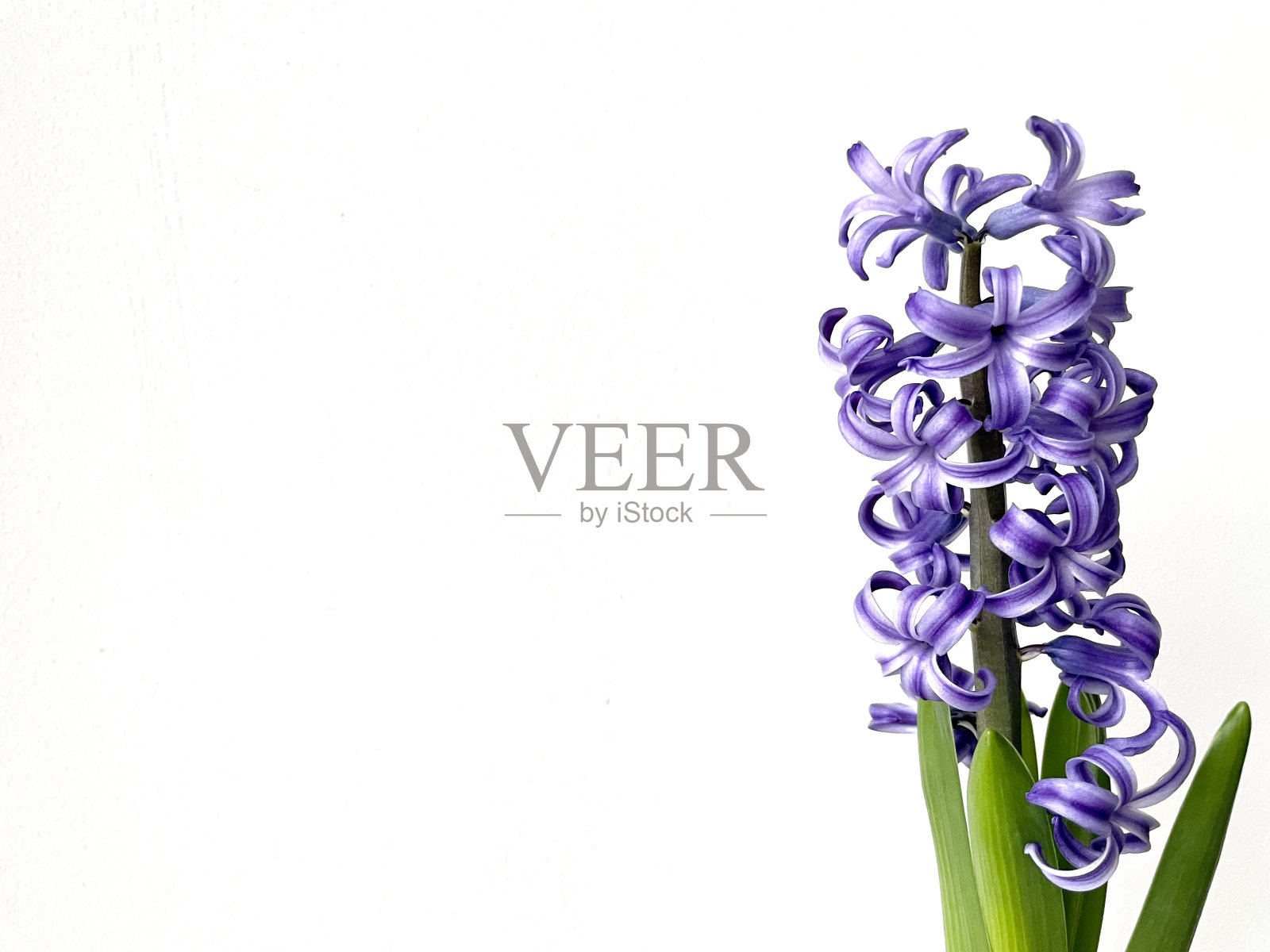 紫色的风信子照片摄影图片