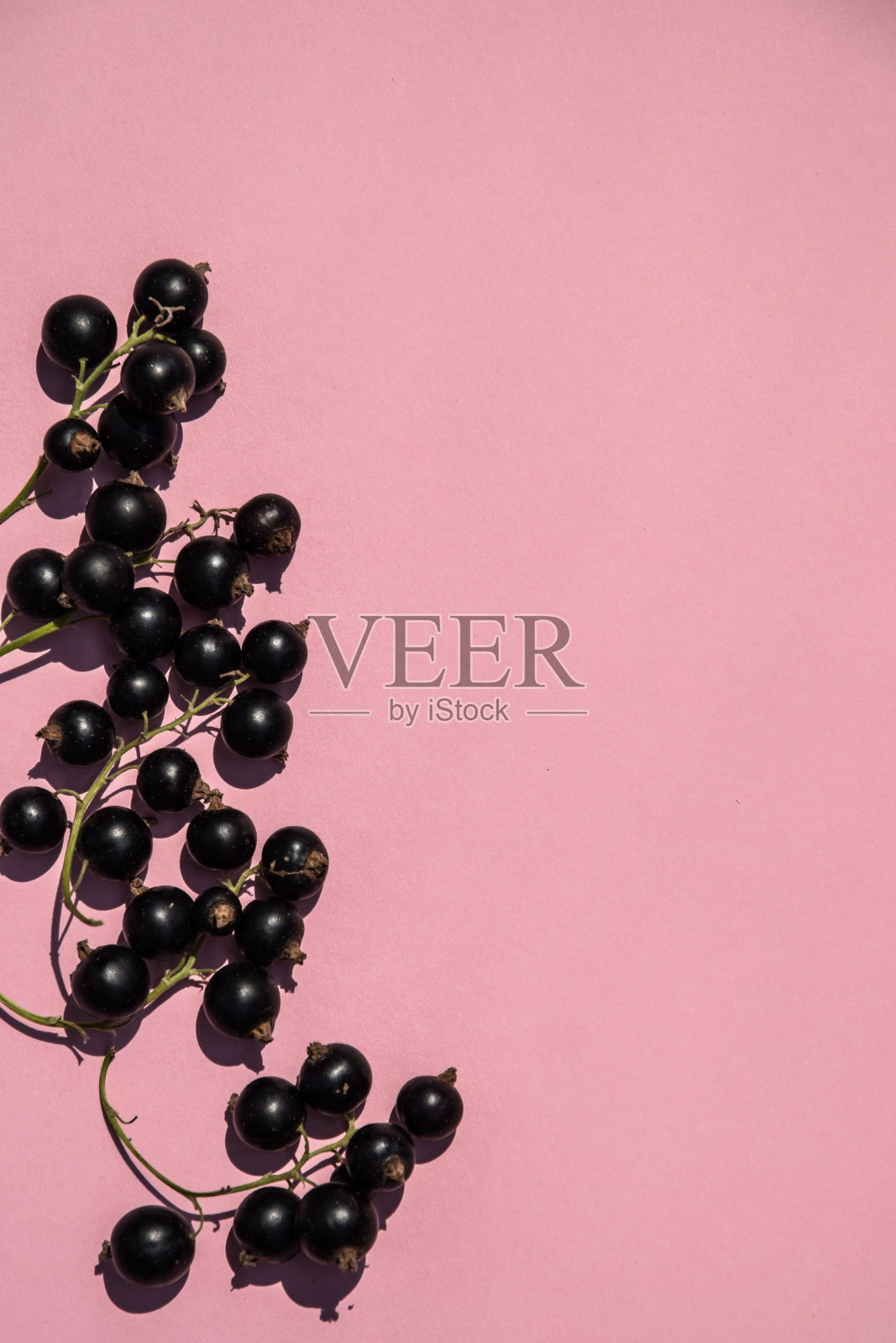 粉红色背景上有黑醋栗，还有复制文字的地方。从上面看。平的模式。粉红色背景上有黑醋栗，还有复制文字的地方。从上面看。照片摄影图片