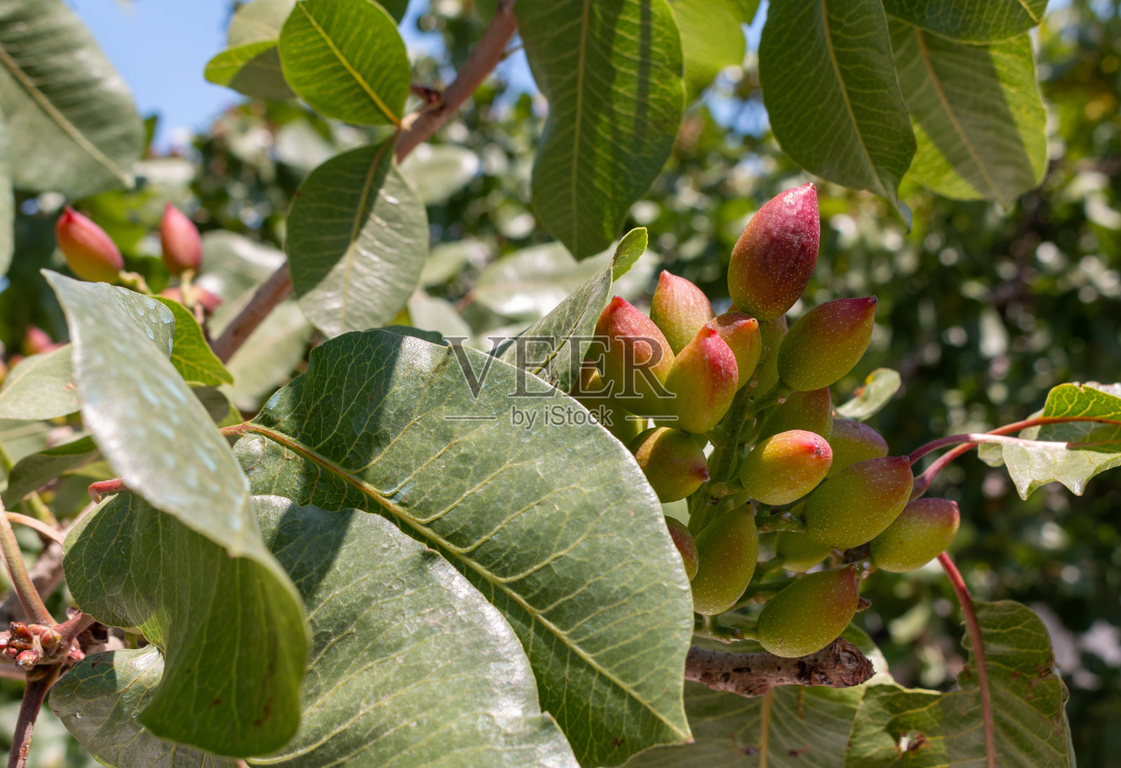 开心果核果在树上成熟照片摄影图片