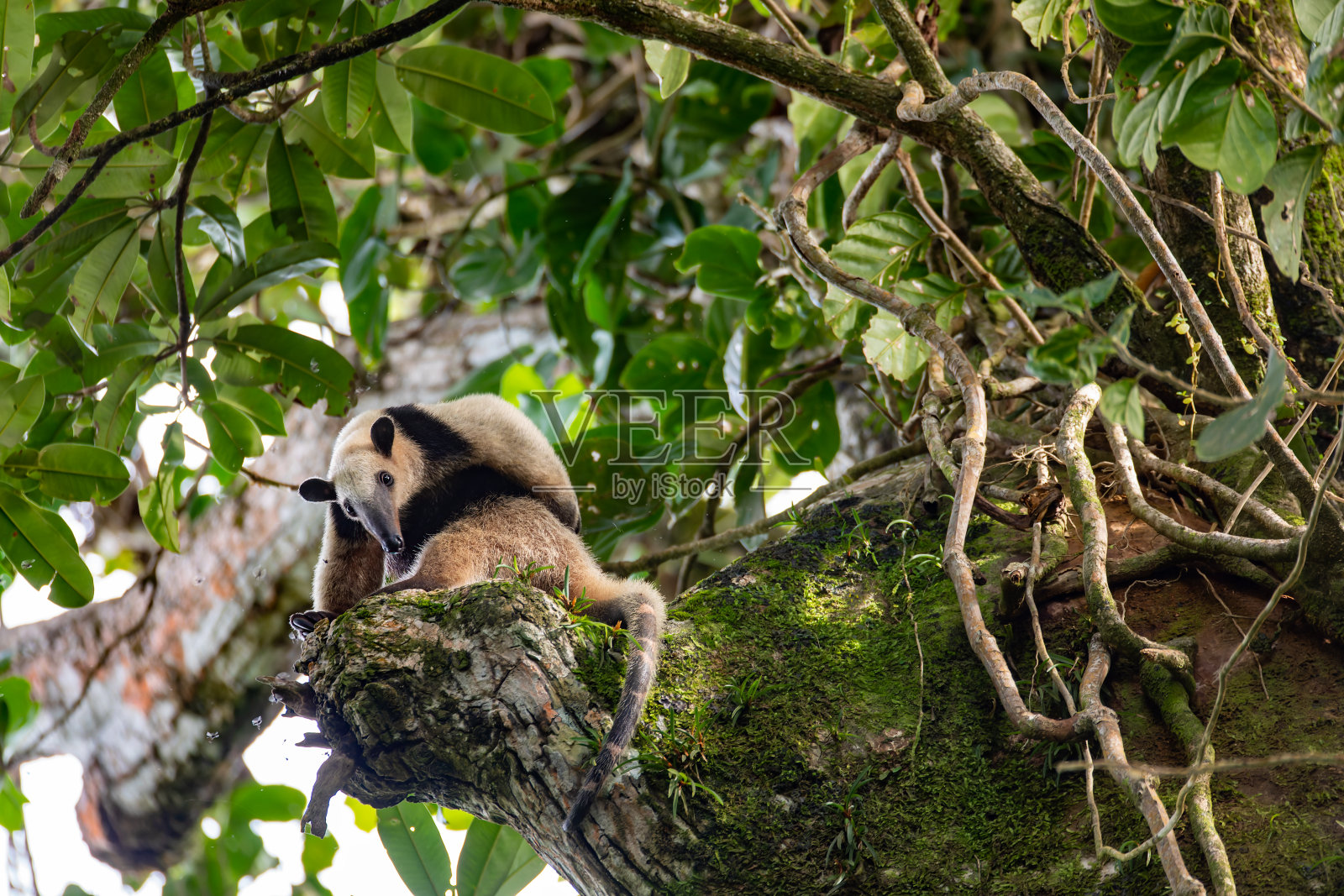 北tamanua, Tortuguero Cero，哥斯达黎加野生动物照片摄影图片