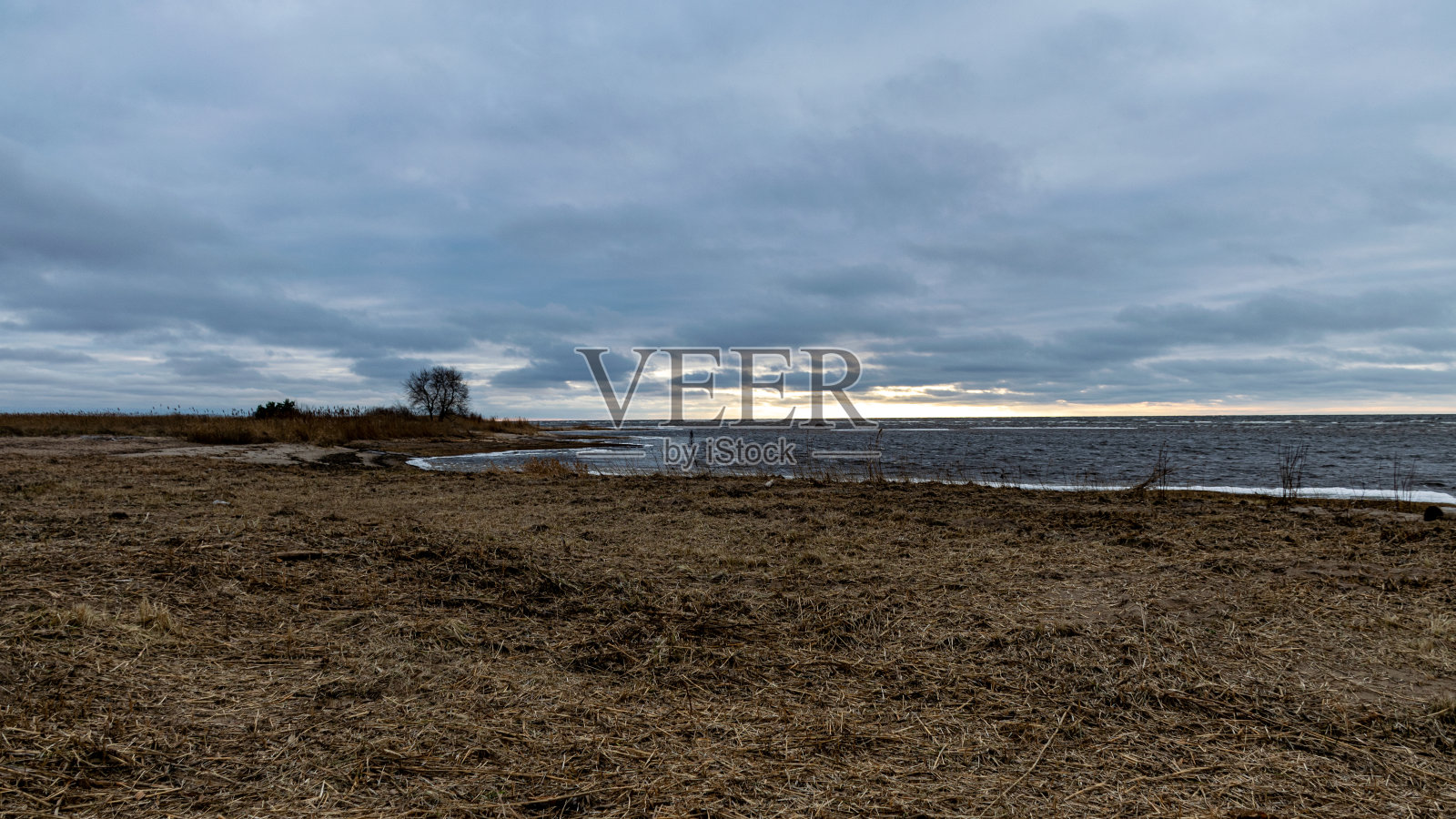 可以看到海边一望无际的芦苇田，海边的芦苇草地照片摄影图片